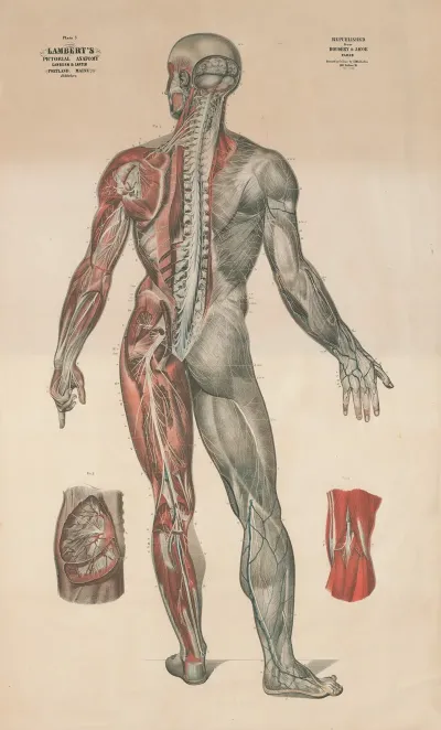 Lamberts Pictorial Anatomy Pl 3