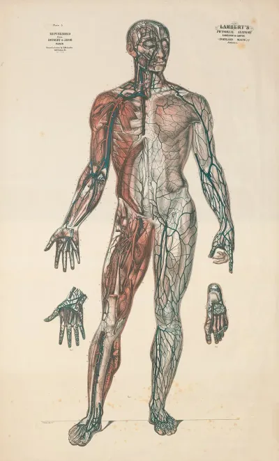 Lamberts Pictorial Anatomy Pl 5