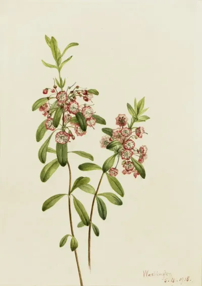 Lambkill Kalmia Angustifolia 2