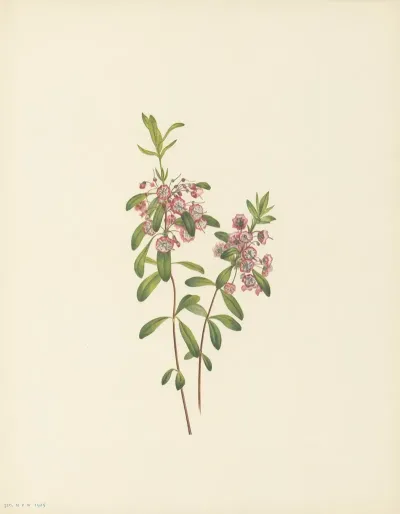 Lambkill Kalmia Angustifolia 3