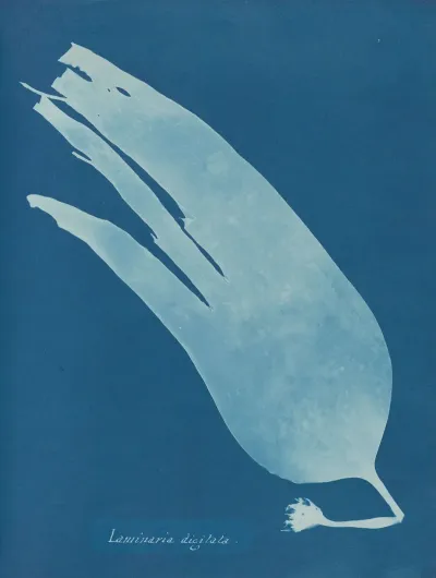 Laminaria Digitata