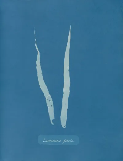 Laminaria Fascia 2
