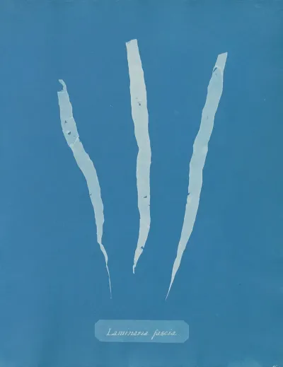 Laminaria Fascia