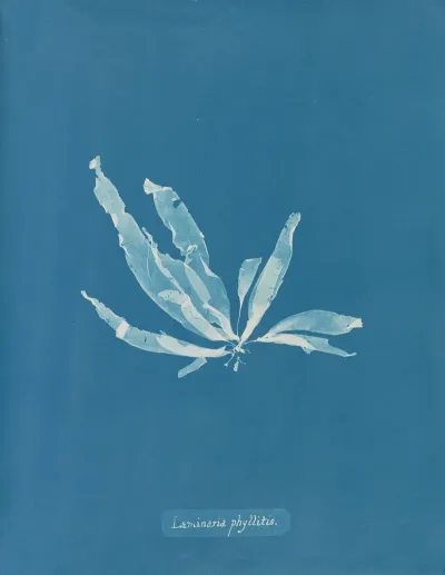 Laminaria Phyllitis