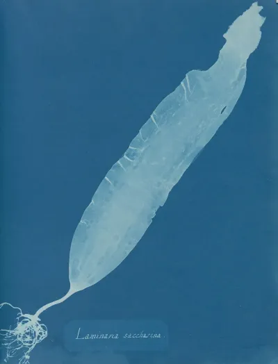 Laminaria Saccharina