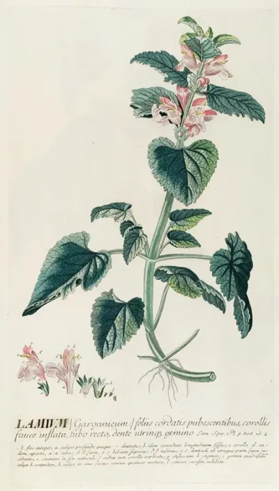 Lamium