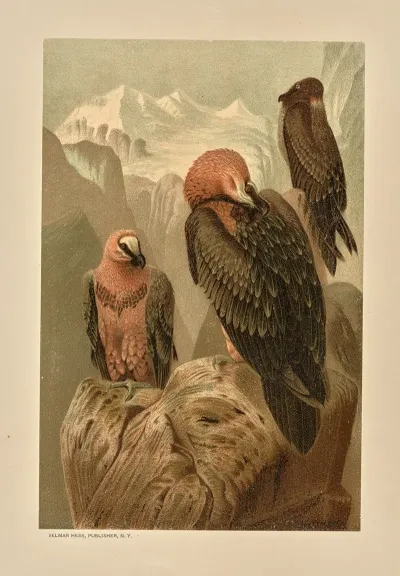Lammergeyer 2