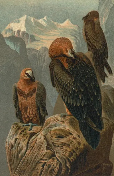 Lammergeyer