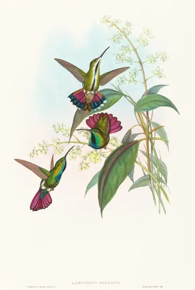 Lampornis Prevosti