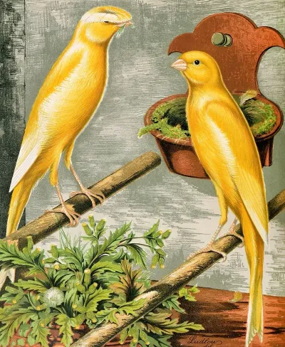 Lancashire Coppies Yellow Plainhead Cock And Buff Coppy Hen