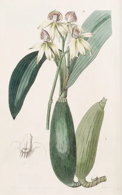 Lance Leaved Epindendrum