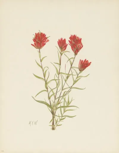 Lanceleaf Paintbrush Castilleja Lancifolia 2