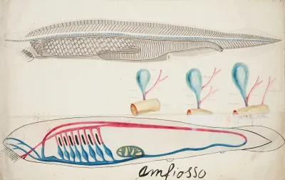Lancelet Amphioxi