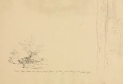 Landscape And Tree Studies Verso