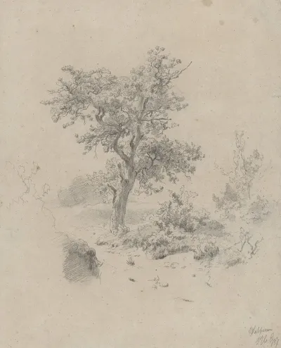 Landschap Met Eik