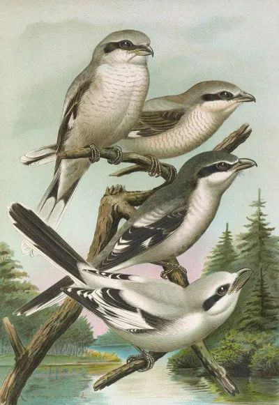 Lanius Excubitor Borealis Lanius Meridionalis Lanius Excubitor Homeyeri
