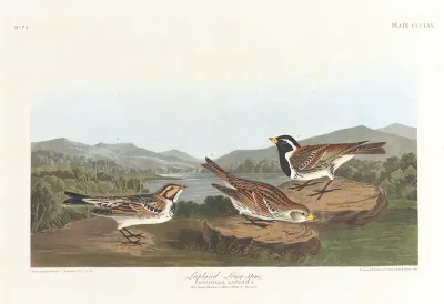 Lapland Long Spur