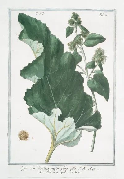 Lappa Sive Bardana Major Flore Albo Bardana Bardane Burdock Clotbur Cocklebur Grass Burdock Hardock Hareburr Hurrburr Turkey Burrseed