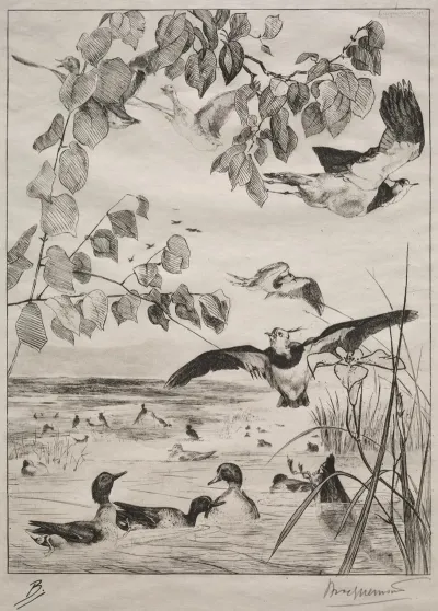 Lapwings And Teals