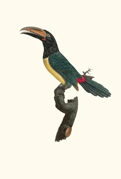 Laracari Verd Male