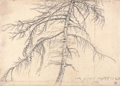 Larch Tree