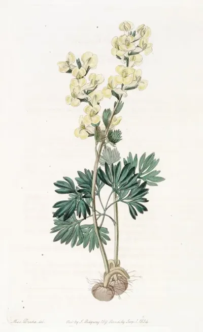 Large Bracted Corydalis