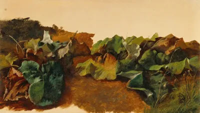 Large Butterburr Leaves And Grass