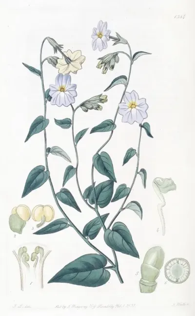 Large Flowered Browallia