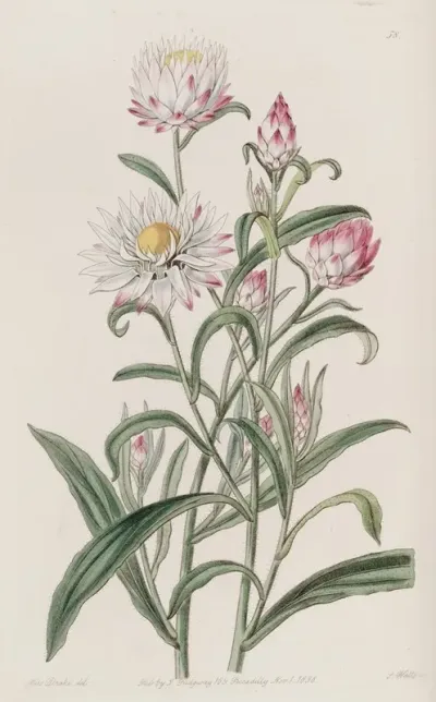 Large Flowered Helichrysum