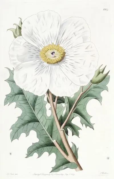 Large Flowered Mexican Poppy