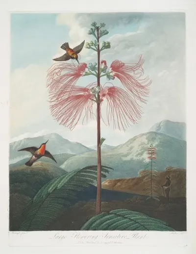 Large Flowering Sensitive Plant 2