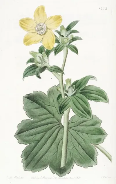 Large Leaved Candian Crowfoot
