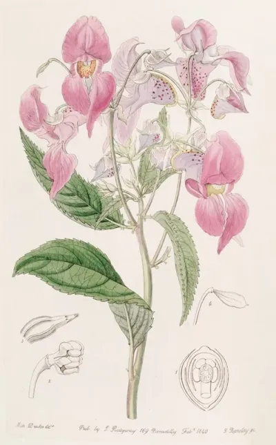 Large Lipped Balsam