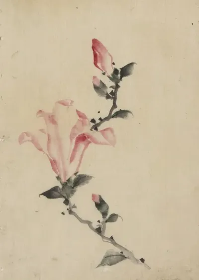 Large Pink Blossom On A Stem With Three Additional Buds