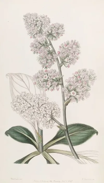 Large Pink Sea Lavender