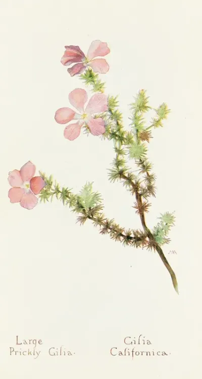 Large Prickly Gilia