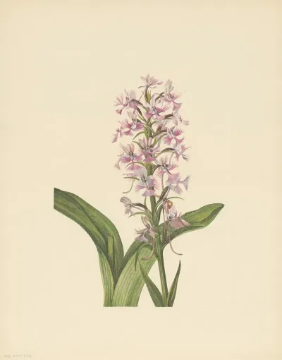 Large Purple Fringe Orchid Habenaria Grandiflora 3