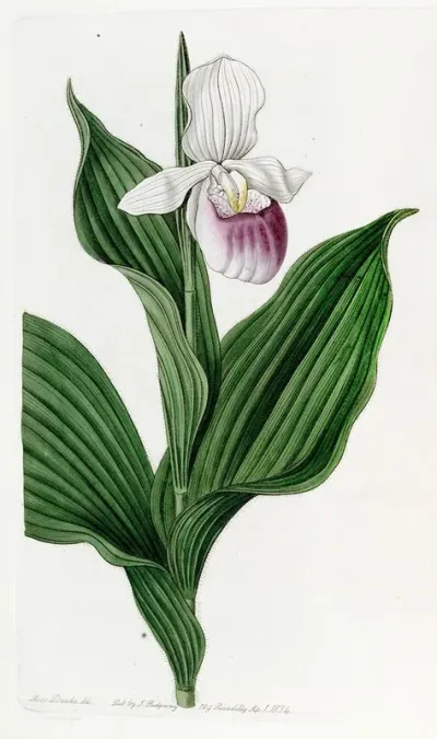 Large White Ladys Slipper