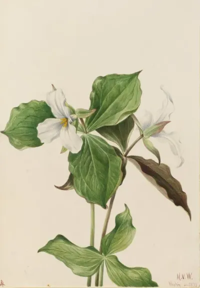 Large White Trillium Trillium Grandiflorum