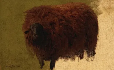 Large Wooly Sheep Wether