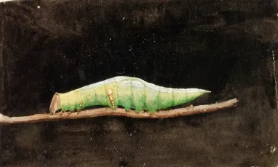 Larger Spotted Beach Leaf Edge Caterpillar Study For Book Concealing Coloration In The Animal Kingdom 2