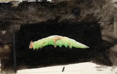 Larger Spotted Beach Leaf Edge Caterpillar Study For Book Concealing Coloration In The Animal Kingdom