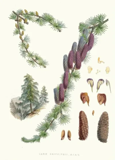 Larix Griffithii H F And T