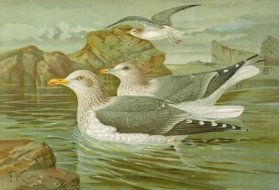 Larus Argentatus Brunn