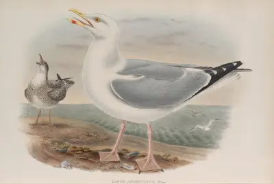 Larus Argentatus Herring Gull