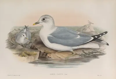 Larus Canus Common Gull