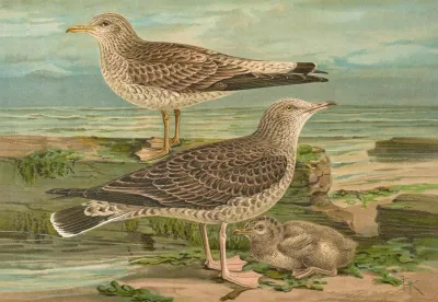 Larus Canus Larus Argentatus Brunn