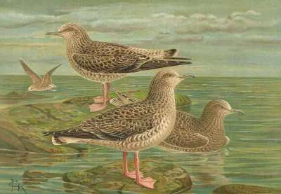 Larus Fuscus Larus Marinus Larus Glaucus Brunn 2