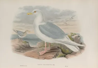 Larus Islandicus Iceland Gull