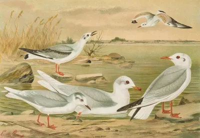 Larus Minutus Pall Larus Ridibundus Larus Melanocephalus Natt Larus Philadelphia Ord